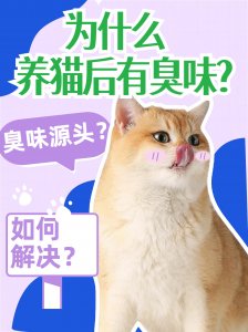 養(yǎng)貓后為什么有臭味？源頭在哪？如何解決？
