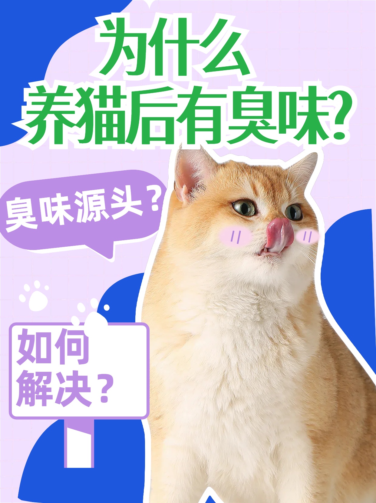 為什么養(yǎng)貓后有臭味.jpg